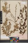 Foto von Salix aurita L. x Salix repens L.